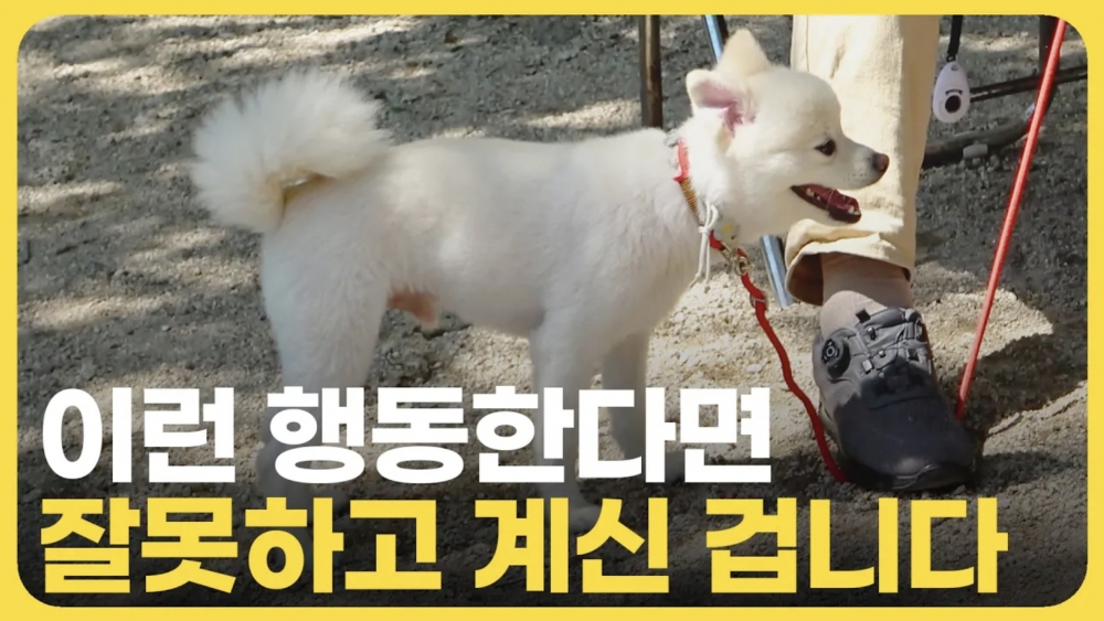 강아지 교육 이것만 알면 산책이 즐거워져요